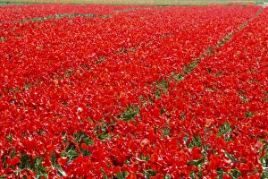 Colourful Landscape Images Drucke: Fields of red tulips colour the landscape in spring, Keukenhof Park, Lisse, South Holland