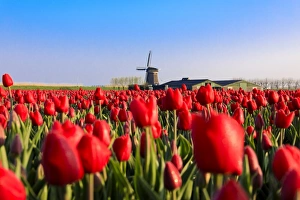 North Holland Travel Destination Drucke: Fields of red tulips surround the typical windmill, Berkmeer, municipality of Koggenland