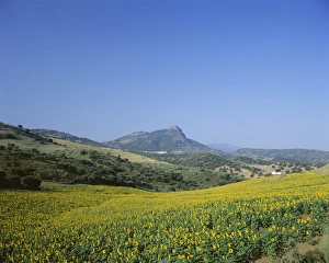 Rural Spain Scenery Drucke: Fields of sunflowers