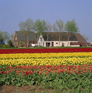 Holland Spring Flowers Drucke: Fields of tulips in Holland