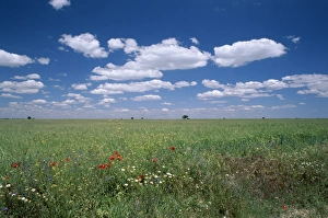 Spanish Countryside Scenes Drucke: Fields of wild flowers