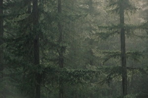 West Coast Travel Destinations Drucke: Fir trees in rain