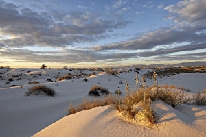 Cloudy Skies Photography Drucke: First light on a cluster of yucca among the dunes