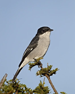 African National Parks Tourism Drucke: Fiscal flycatcher (Sigelus silens), Addo Elephant National Park, South Africa, Africa