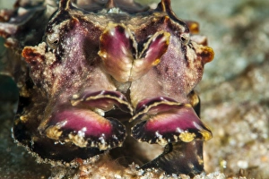 Flamboyant Cuttlefish Drucke: Flamboyant cuttlefish (Metasepia pfefferi), Sulawesi, Indonesia, Southeast Asia, Asia