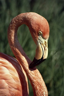 Flamingo Head Shot Drucke: Flamingo