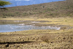 Flamingos In Africa Drucke: Flamingoes