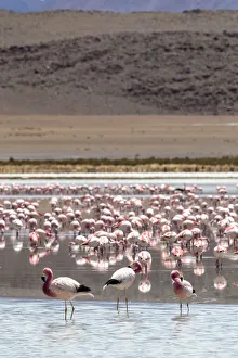 South America Birdwatching Drucke: Flamingos gathered in the hundreds to feed, Eduardo Avaroa Andean Fauna National Reserve