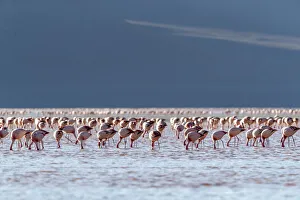 Flamingos sammelten sich im Hunderttausenden um das Fressen, Naturreservat Eduardo Avaroa Andinische Tierwelt