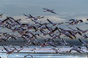 Flamingos In Flight Drucke: Flamingos taking flight in the hundreds to feed, Eduardo Avaroa Andean Fauna National
