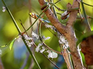 Biodiversity Conservation Efforts Drucke: Flatid leaf bugs interact on tree branches in a national park setting in Madagascar