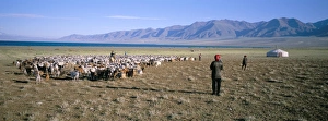 Drucke von Schafherde am See Uureg Nuur im Land Mongolei in Zentralasien und Asien Mongolei Drucke: Schafherde