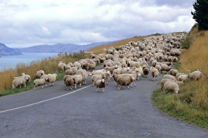 South Island Nature Walks Drucke: Flock of sheep