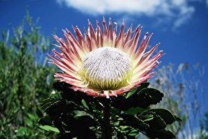 Protea Cynaroides Drucke: Flower of the king protea