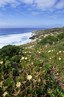 Algarve Coast Portugal Drucke: Flowers on cliff top