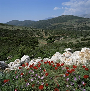 European Flower Fields Drucke: Flowers and landscape