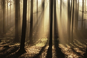 Foggy Forest Drucke: Foggy forest and sunrays