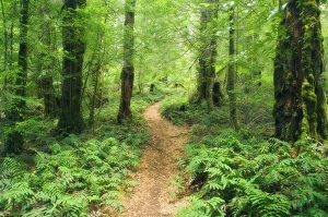 Australian Native Trees Photos Drucke: Footpath through Myrtle Beech Trees in the temperate rainforest