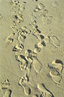 Drucke von Fährten im Sand auf der Strandseite von Reethi Rah Inseln der Malediven Indischer Ozean Asien Malediven Drucke: Fußabdrücke im Sand am Strand