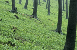 Spring Forest Germany Drucke: Forest in spring time