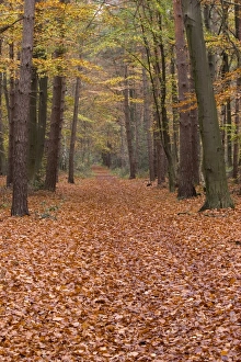 European Nature Trails Drucke: Forest way