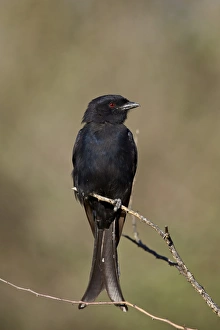 Colourful Bird Photography Drucke: Fork-tailed drongo (Dicrurus adsimilis), Kgalagadi Transfrontier Park encompassing