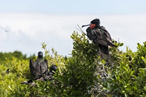 Central America Nature Images Drucke: Frigate bird colony in the Codrington lagoon