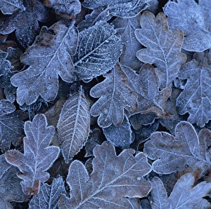 Cold Weather Plants Drucke: Frost on leaves