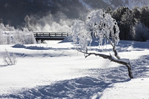 Graubunden Canton Landscapes Drucke: Frost on tree branches frames the snowy landscape, Celerina, Maloja, Canton of Graubunden
