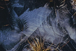 Contemporary Scottish Landscapes Drucke: Frozen Pond