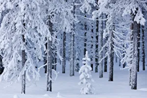 Snow Capped Trees Drucke: Frozen trees in the snow capped forest, Sodankyla, Lapland, Finland, Europe