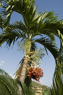 Drucke von Oben auf dem Palmbaum wächst Frucht in der Nähe von Nicoya-Pennisula im Kostarikanischen Teil Zentralamerikas Costa Rica Drucke: Oben auf der Palmeninsel in der Nähe von Nicoya im Kostarikanischen Meerwasser liegt eine Frucht