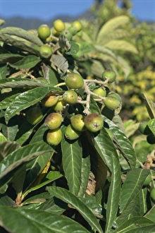 Colorful Natural World Images Drucke: Fruit on tree