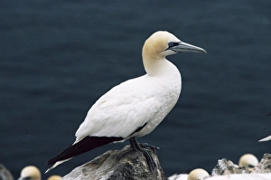 UK Bird Species Drucke: Gannet perched on rock