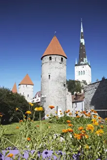 Drucke von Garten außerhalb der Niederstadtmauer mit dem Oljeves Kirche im Hintergrund. Tallinn. Estland. Baltische Staaten Europäisch Estland Drucke: Garten außerhalb der unteren Stadtmauer mit dem Oljeves Kirche im Hintergrund, Tallinn