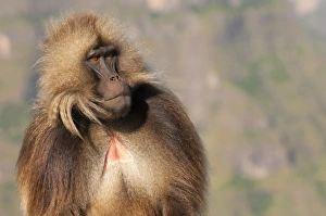 Bilder Datiert 8. Oktober 2012: Geladabär (Theropithecus gelada)