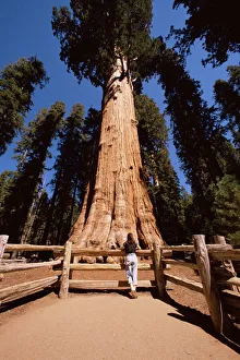 USA Outdoor Photography Drucke: General Sherman tree