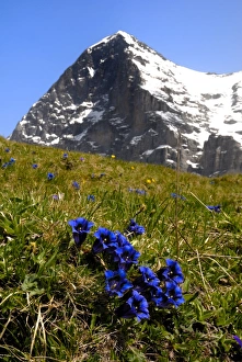 European Countryside Scenes Drucke: Gentians, Alpine flowers in front of the Eiger