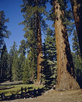 Peaceful Nature Escapes Drucke: Giant sequoia trees