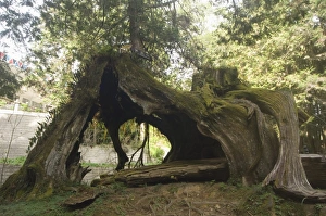 East Asia Travel Destination Drucke: Giant tree trunk in cedar forest