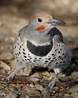 Arizona Sonora Desert Museum Drucke: Gilded Flicker (Colaptes chrysoides) in captivity, Arizona Sonora Desert Museum