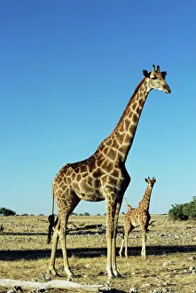 Drucke von Giraffe (Giraffa camelopardalis), Etosha-Nationalpark in Namibien Afrika Namibia Drucke: Giraffe, Giraffa camelopardalis