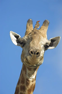 Drucke von Riesenhirsch (Giraffa camelopardalis), mit rohrbeinigem Ochsenfuchs (Buphagus erythrorhynchus), im Krüger-Nationalpark in der Provinz Mpumalanga Südafrika Bilder Datiert 2006 Februar: Giraffe, Giraffa camelopardalis