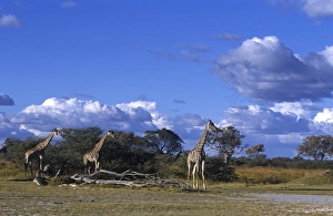 Drucke von Rheinhorn, Rheinrüssel giraffenartige Tier (Camelpardalische), Nationalpark Moremi-Wildreservat in Botsuana im afrikanischen Teil des Kontinents Botswana Drucke: Giraffe, Giraffa camelopardalis