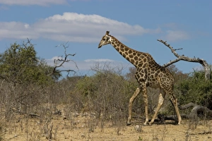 Bilder Datiert 8. Januar 2000: Giraffe, Giraffa camelopardalis