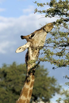 Wildlife In Namibia Africa Drucke: Giraffe (Giraffa camelopardalis) browsing
