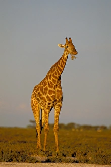 Namibia Wildlife Safari Drucke: Giraffe (Giraffa camelopardalis) grazing