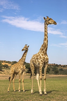 Drucke von Rindhornvogel (Giraffa camelopardalis), mit Jungtieren im Kgalagadi-Transgrenz-Nationalpark in der Provinz Nordkap Südafrika. Afrika Bilder Datiert 2016 Januar: Giraffe (Giraffa camelopardalis) mit Jungtieren im Kgalagadi-Transgrenzpark in Nordkap