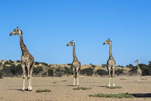 Rheinhorn (Giraffa camelopardalis), Kgalagadi-Transfontiera-Nationalpark, Südafrika, Afrika