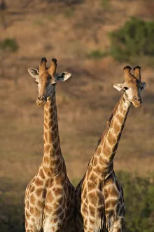 South African Wildlife Drucke: Giraffes (Giraffa camelopardalis)